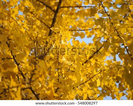 The golden yellow autumn leaves with the warm sunlight