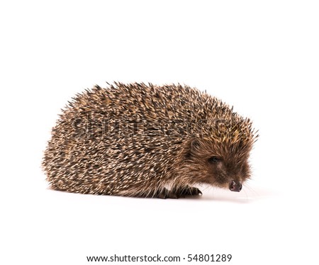 Nice hedgehog animal isolated on white background