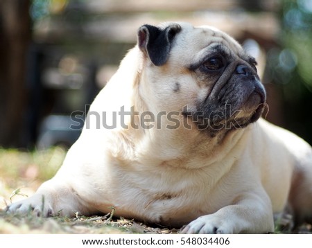 portraits photo of a lovely white fat cute pug dog laying flat on green brown garden grass floor making sad and lonesome face under warm natural sunlight, shallow depth of field, blur background