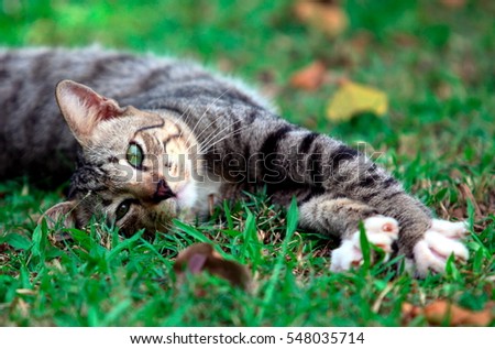 A cat playing in the garden Royalty-Free Stock Photo #548035714