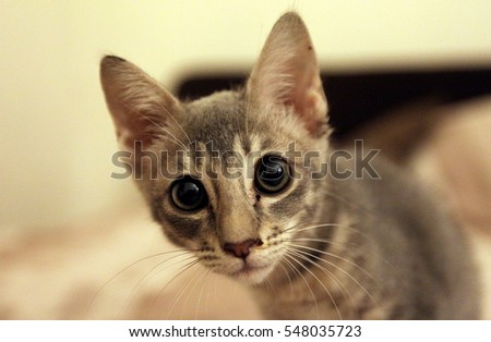A kitten posing for a photo Royalty-Free Stock Photo #548035723