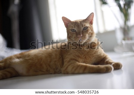 A cat at home  Royalty-Free Stock Photo #548035726