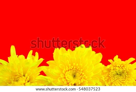 yellow flowers on red background