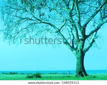 Winter photo of a giant tree with cyan sky at background