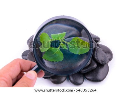 Hand holding magnifying glass with focus on leaf in the middle of Zen stone isolated on white background.