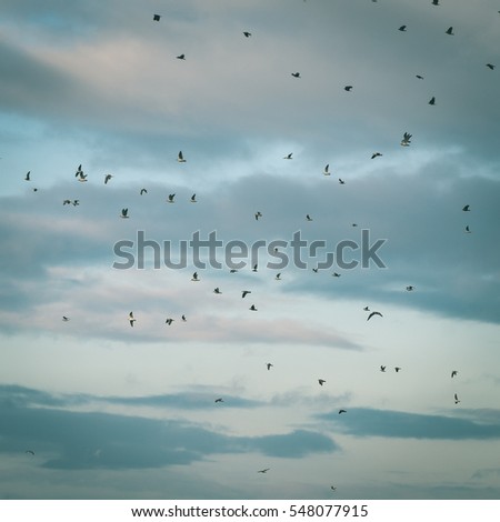many seagulls on the beach flying. cloudy sky - instant vintage square photo