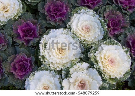 Flowering purple cabbage