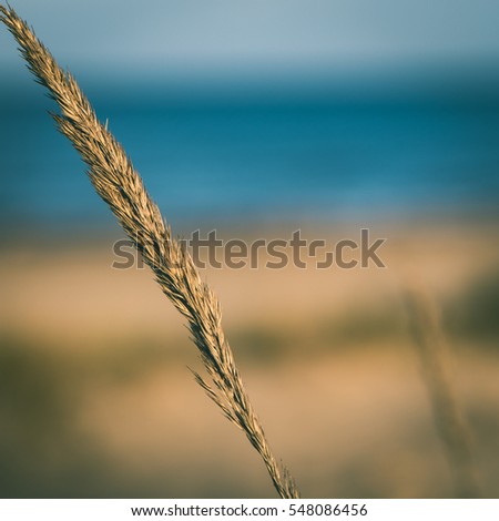 beautiful blur dry grass and bent background - instant vintage square photo