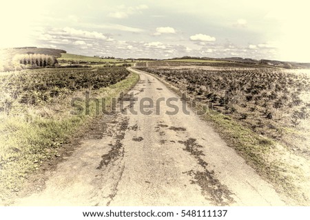 Old Asphalt Road between Green Fields in Belgium. Young Trees in the Nursery for Growing Spruce for Christmas. Vintage Style Toned Picture