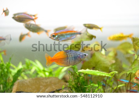 Fish in my aquariums.