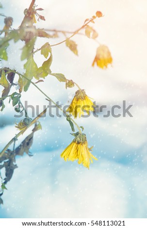plants in snow, meadow at winter