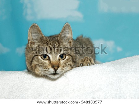 Portrait of a brown and black tabby kitten peaking over a white blanket, blue sky with clouds background.