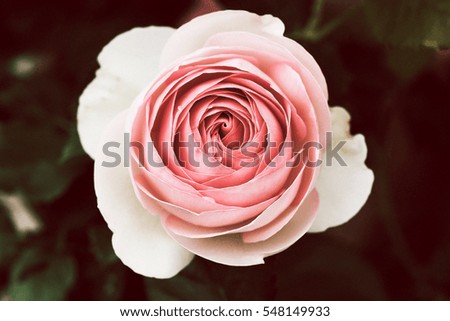 Close up image of single pink rose in vintage style for  Valentine's day