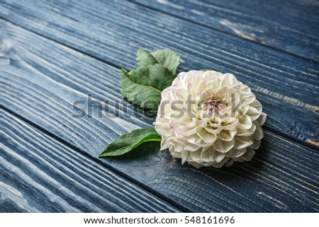 Beautiful dahlia flower on dark blue wooden background