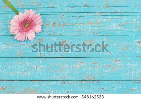 Romantic pink gerbera daisy on blue wood, lovely background for Valentines Day, Birthday, Anniversary or floral greeting card.