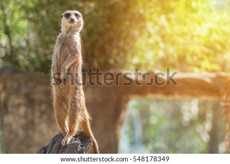 Meerkat stay over stump look a survey and surveillance