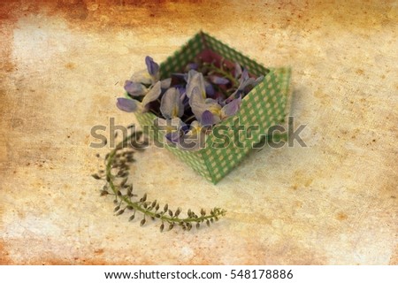 Aerial view of blooming lilac wisteria flowers. Blue Japanese wisteria delicate little blossoms in gift box for wedding, birthday, valentine's day love concept and magazines, Image with filter effect.