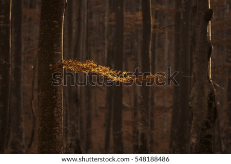 Light in the middle forest with colourful leaves in autumn season