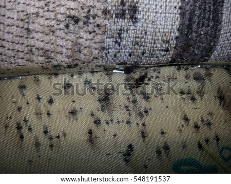 what bed bugs and bedbug droppings look like on the back of a bed head board