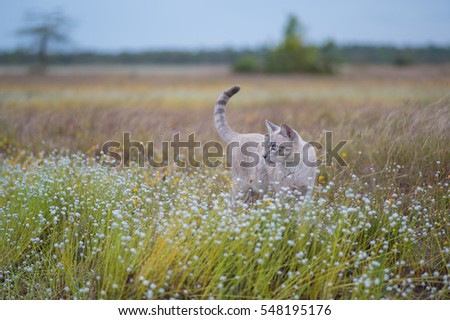 Young cat plays on meadow