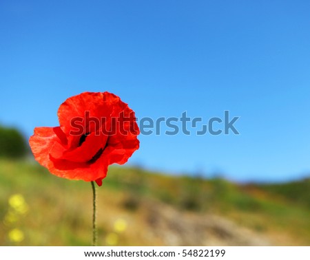 picture of one red poppy and blue sky