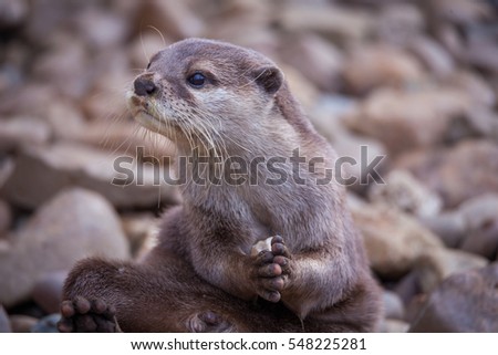 Otter playing in the water Royalty-Free Stock Photo #548225281
