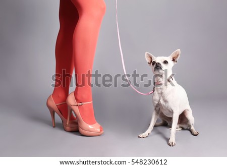 Cute small dog near female legs