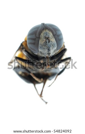 fly bee insect isolated on white background