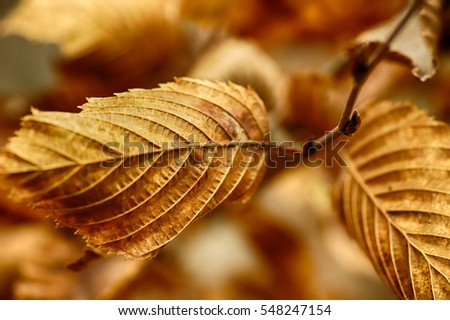 Autumn leaves Royalty-Free Stock Photo #548247154