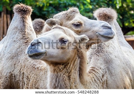 Two Bactria camels in the zoo