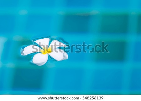 Frangipani (plumeria) white flower floating  on blue water at swimming pool.
