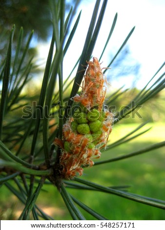 macro photo of a young green cones of Pine trees growing in the rays of the spring sun on a blurred background of forest landscape and blue sky as the source for design and print