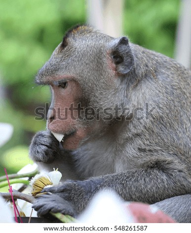 The monkey in the Temple eats the Lotus flower, Phnom Penh, Cambodia