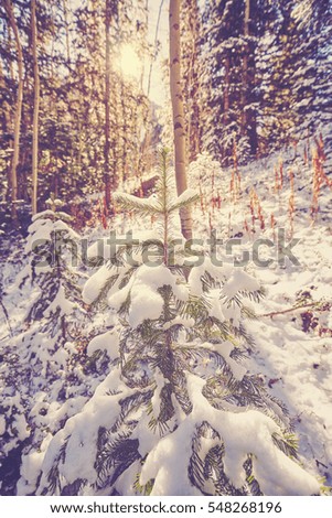 Vintage toned picture of a winter forest against sun.