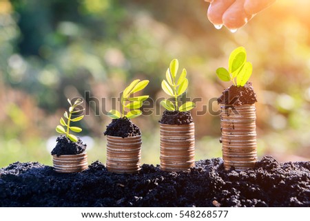 Hands watering young  plants growing in germination sequence on golden coins , business concept  Royalty-Free Stock Photo #548268577