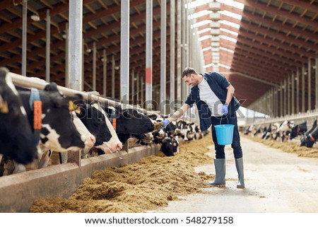agriculture industry, farming, people and animal husbandry concept - young man or farmer with bucket of hay feeding cows in cowshed on dairy farm Royalty-Free Stock Photo #548279158