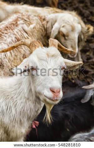 Goat and sheep herd in Pamir mountains, Tajikistan, Central Asia