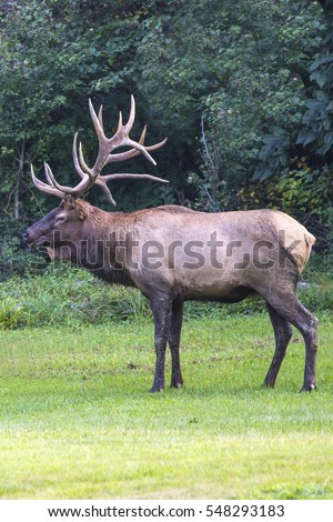 Bull Elk - Photograph taken in Elk State Forest, Elk County, Benezette, Pennsylvania.