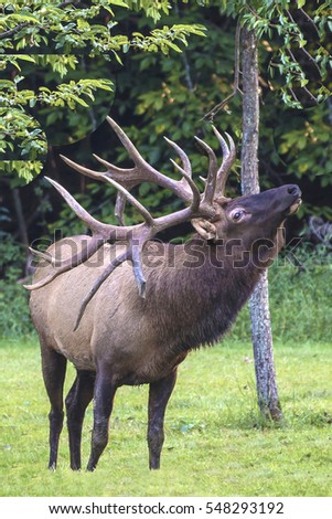 Bull Elk - Photograph taken in Elk Staye Forest, Elk County, Benezette, Pennsylvania.