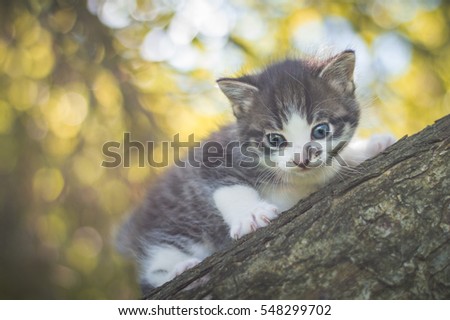 Cute little kitty