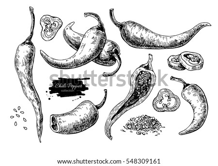 Chili Pepper hand drawn vector illustration. Vegetable engraved style object. Isolated hot spicy mexican pepper, sliced and crushed pieces, seed. Detailed vegetarian food drawing. Farm market Paprika Royalty-Free Stock Photo #548309161