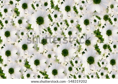 Floral seamless background with many white chrysanthemum flower. Can be used for wallpaper, poster, texture, web page, desktop, textile, fabric, wrapping paper, souvenir, greeting card, etc 