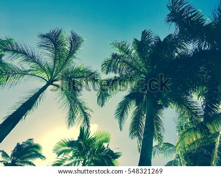 Coconut palm trees over bright tropical sky, green toned photo, vintage style instagram  filter