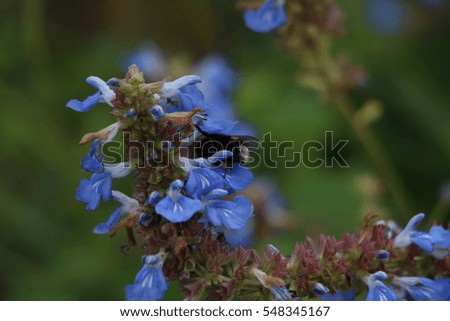 Detail of a bee eating in a garden over blue flowers, during a cloudy day