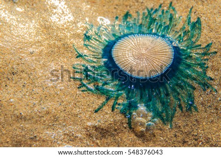 Close up Blue Button Jellyfish (porpita porpita) on the beach when the sea water receded. Royalty-Free Stock Photo #548376043
