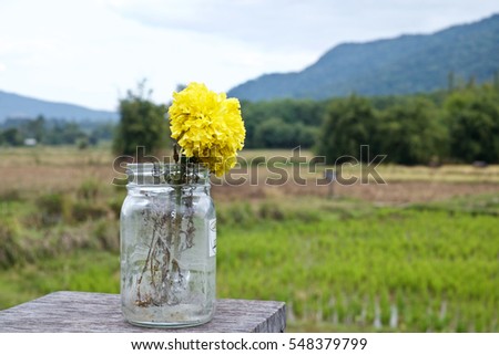 Mexican marigold in glass with rice plant background
