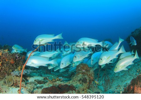 Coral reef with tropical fish underwater