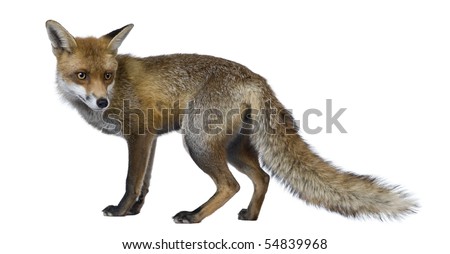 Red Fox, 1 year old, standing in front of white background