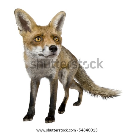 Front view of Red Fox, 1 year old, standing in front of white background