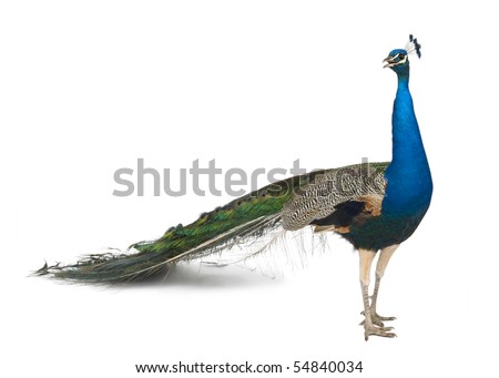 Male Indian Peafowl in front of white background Royalty-Free Stock Photo #54840034